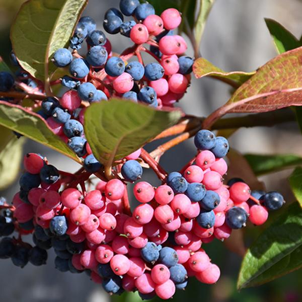 Viburnum Brandywine - 3c