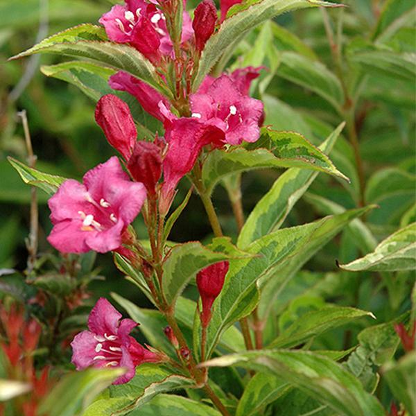 Weigela French Lace - 2c 