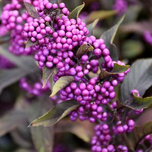 Beautyberry Pearl Glam - 3c