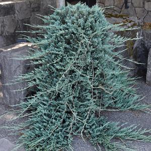 Juniper Blue Rug - 1c
