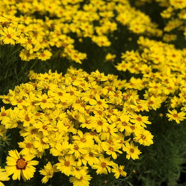 Coreopsis Zagreb - 1c