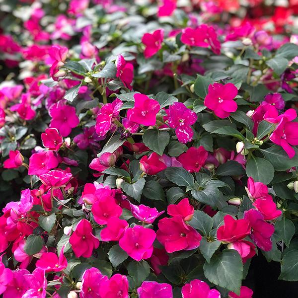 Impatiens - 6in