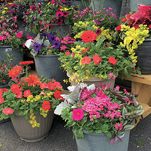 Flowering Porch Pots