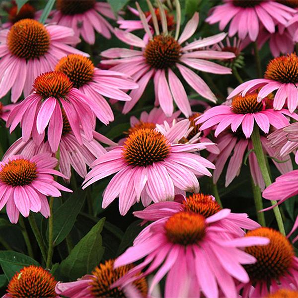 Echinacea Magnus - 1c