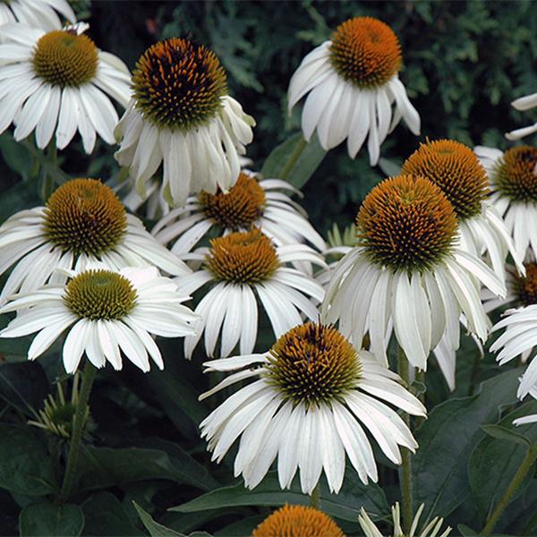 Echinacea White Swan - 1c