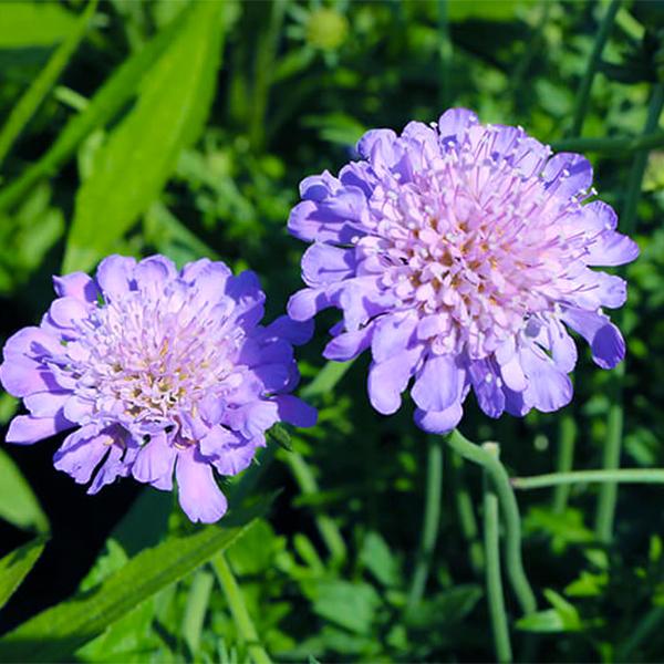 Scabiosa Butterfly Blue - 1c