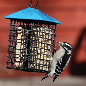 Suet and Feeders
