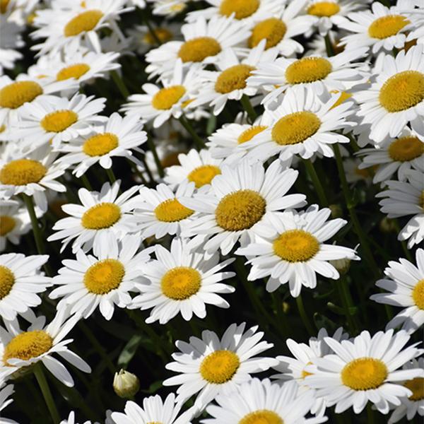 Leucanthemum Becky - 1c