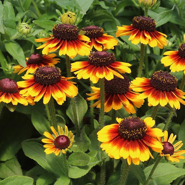 Echibeckia Summerina Yellow - 1c