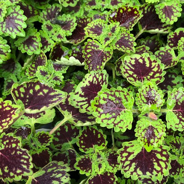 Coleus - 8in