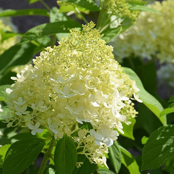 Hydrangea Paniculata Limelight - 3c