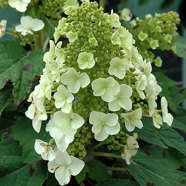 Hydrangea Quercifolia Munchkin - 3c