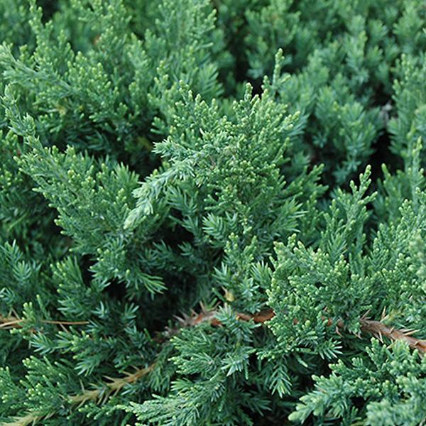 Juniper Parsoni - 3c