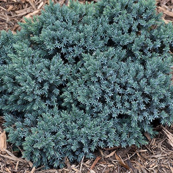 Juniper Blue Star Singleseed - 3c