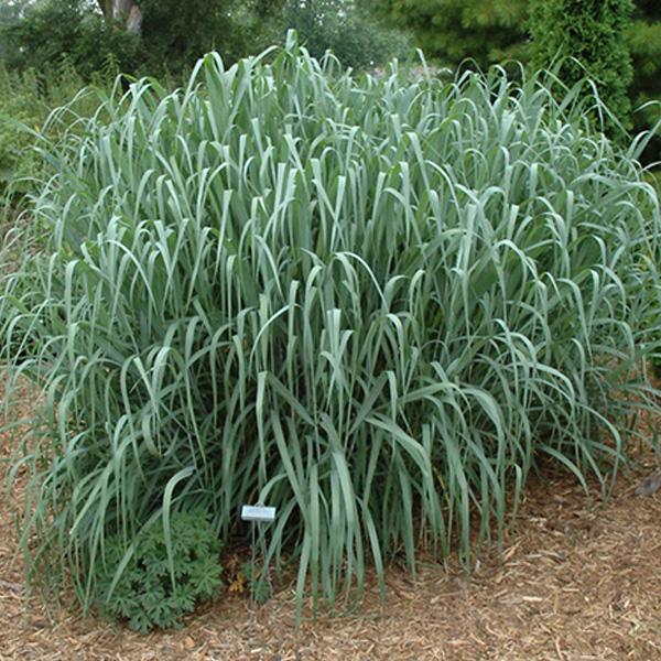 Grass Dallas Blue Switch - 2c