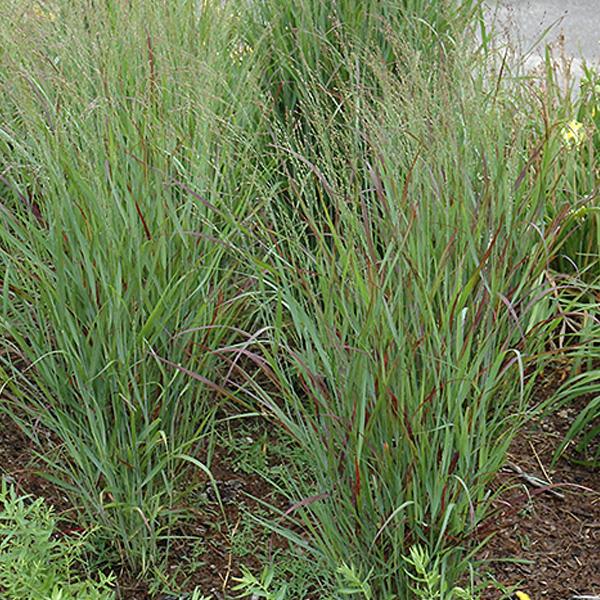 Switch Grass Shenandoah - 2c