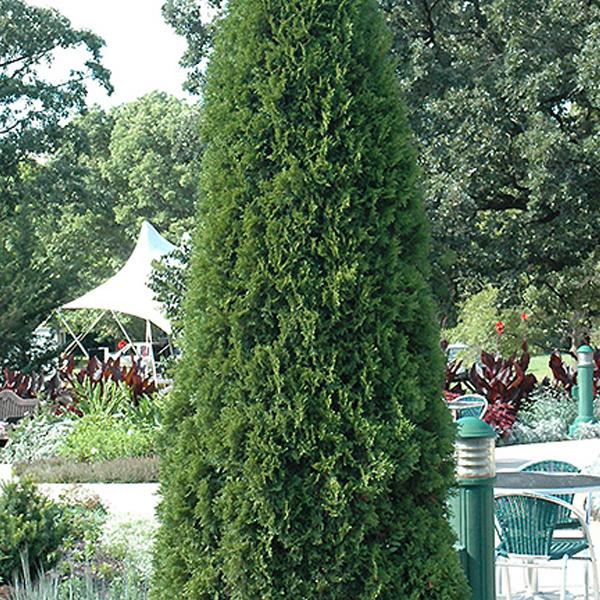 Arborvitae Thuja Occidentalis Emerald Green - B&B 4'