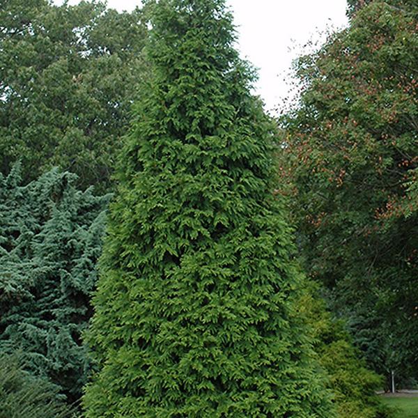 Arborvitae Thuja X Green Giant - 15c 5/6'