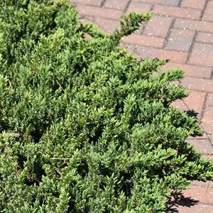 Juniper Blue Pacific 2c