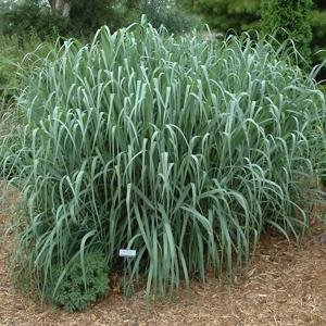 Grass Dallas Blue Switch - 2c