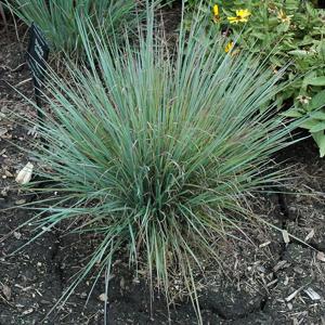 Little Bluestem Standing Ovation - 2c