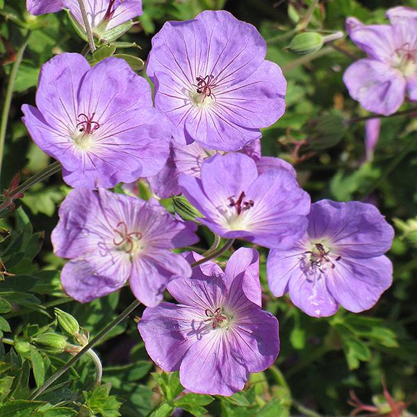 Geranium Rozanne - 1c