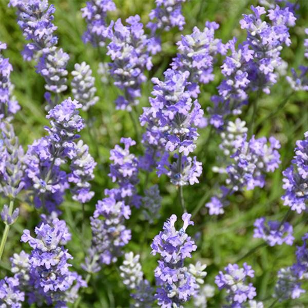 Lavandula Blue Cushion - 1c