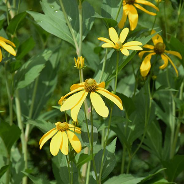 Rudbeckia Herbstsonne - 1c