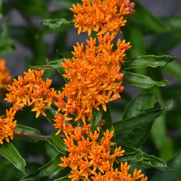 Asclepias Tuberosa - 1c