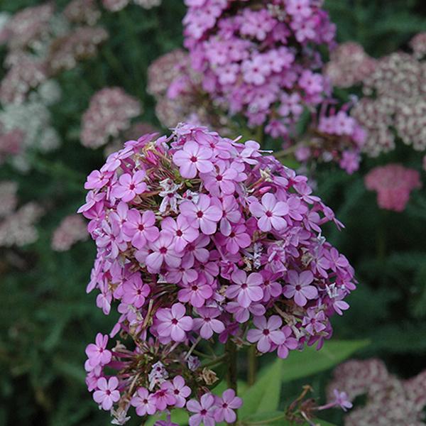 Phlox Jeana - 1c