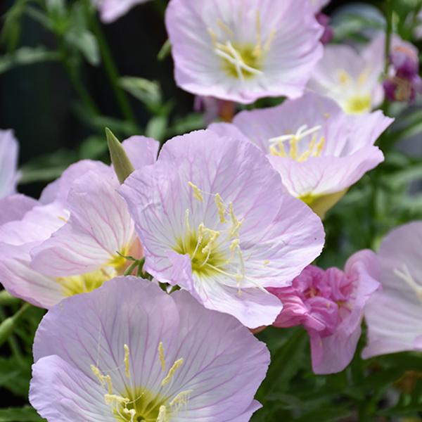 Oenothera Siskiyou - 1c