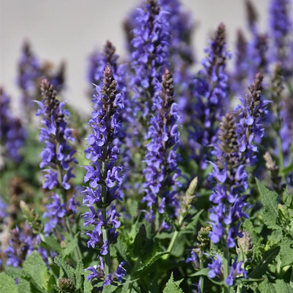 Salvia Blue Hill - 1c