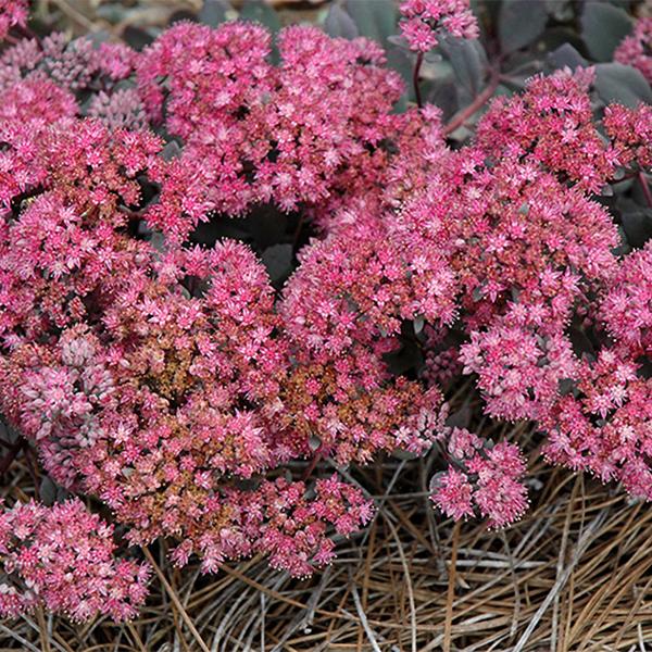 Sedum Dazzleberry - 1c