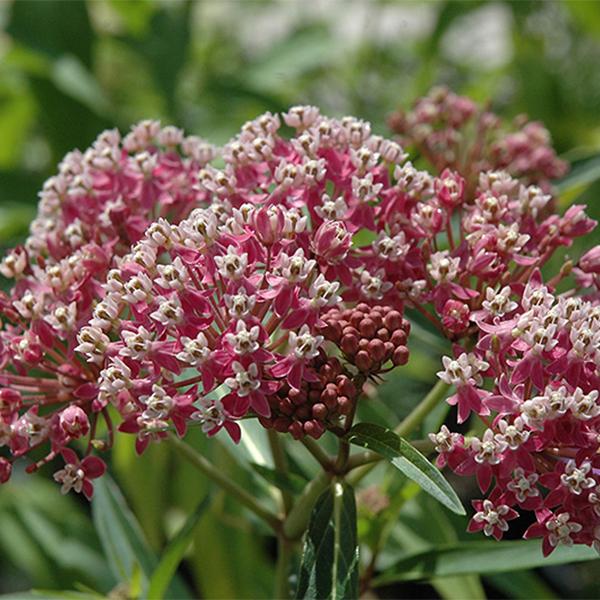 Asclepias Cinderella - 1c