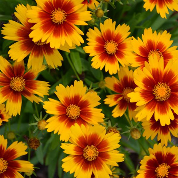 Coreopsis Uptick Gold Bronze - 1c