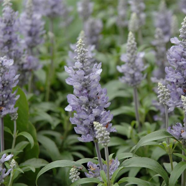 Salvia Sky Blue Marvel - 1c