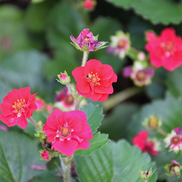  Fragaria Treasure Red PW - 1c