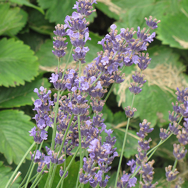 Lavandula Sensational - 1c