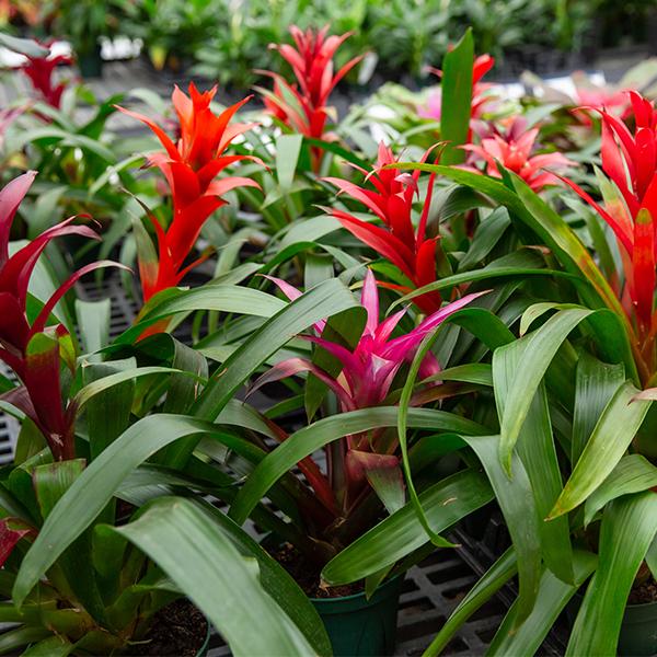 Bromeliad Asst - 4in