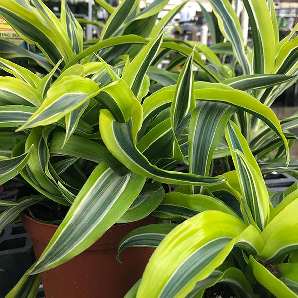 Dracaena Warneckii Goldstar - 6in