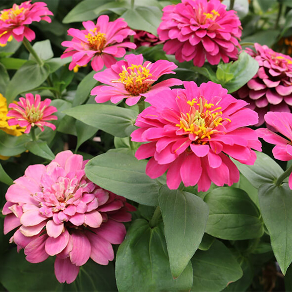 Zinnia - 8in