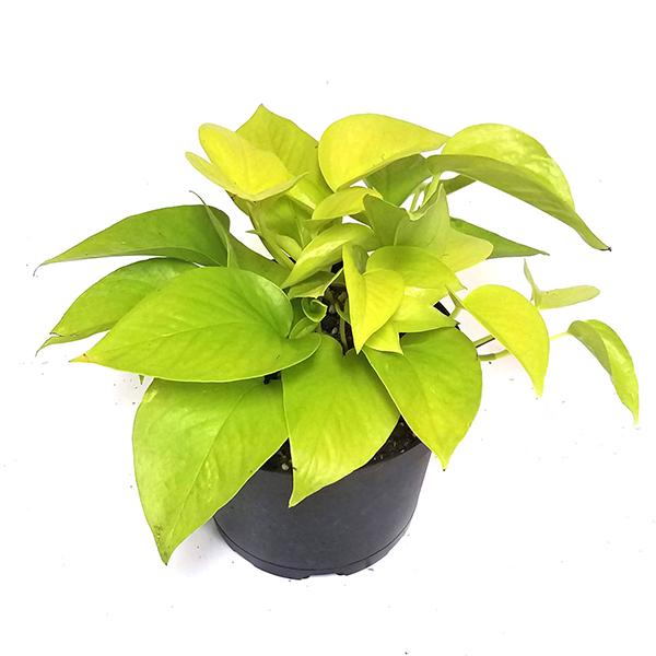 Pothos Neon - 6in