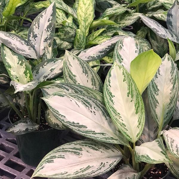 Aglaonema Asst - 4in