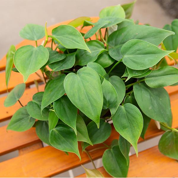 Philodendron Cordatum - 4in