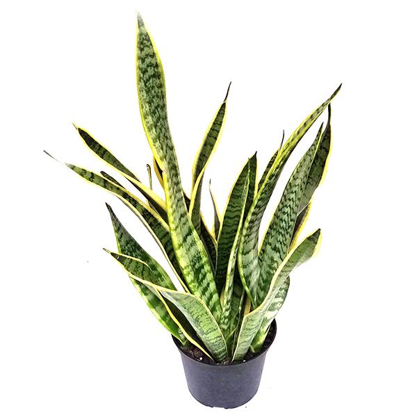 Sansevieria Zeylanica - 6in