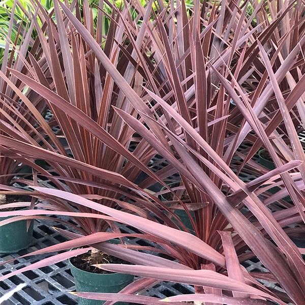 Dracaena Cordyline Red - 6in