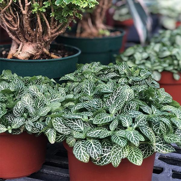 Fittonia Asst - 4in