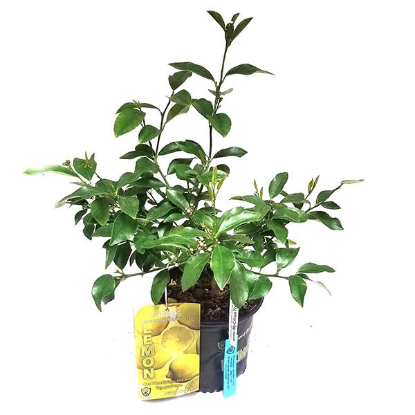 Citrus Bush Asst - 8in