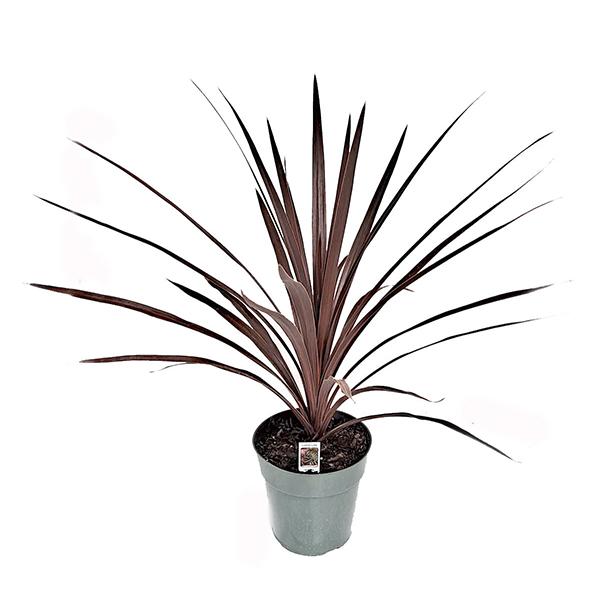 Cordyline Red - 4in