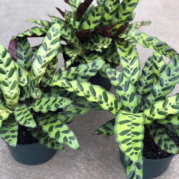 Calathea Lancifolia - 4in